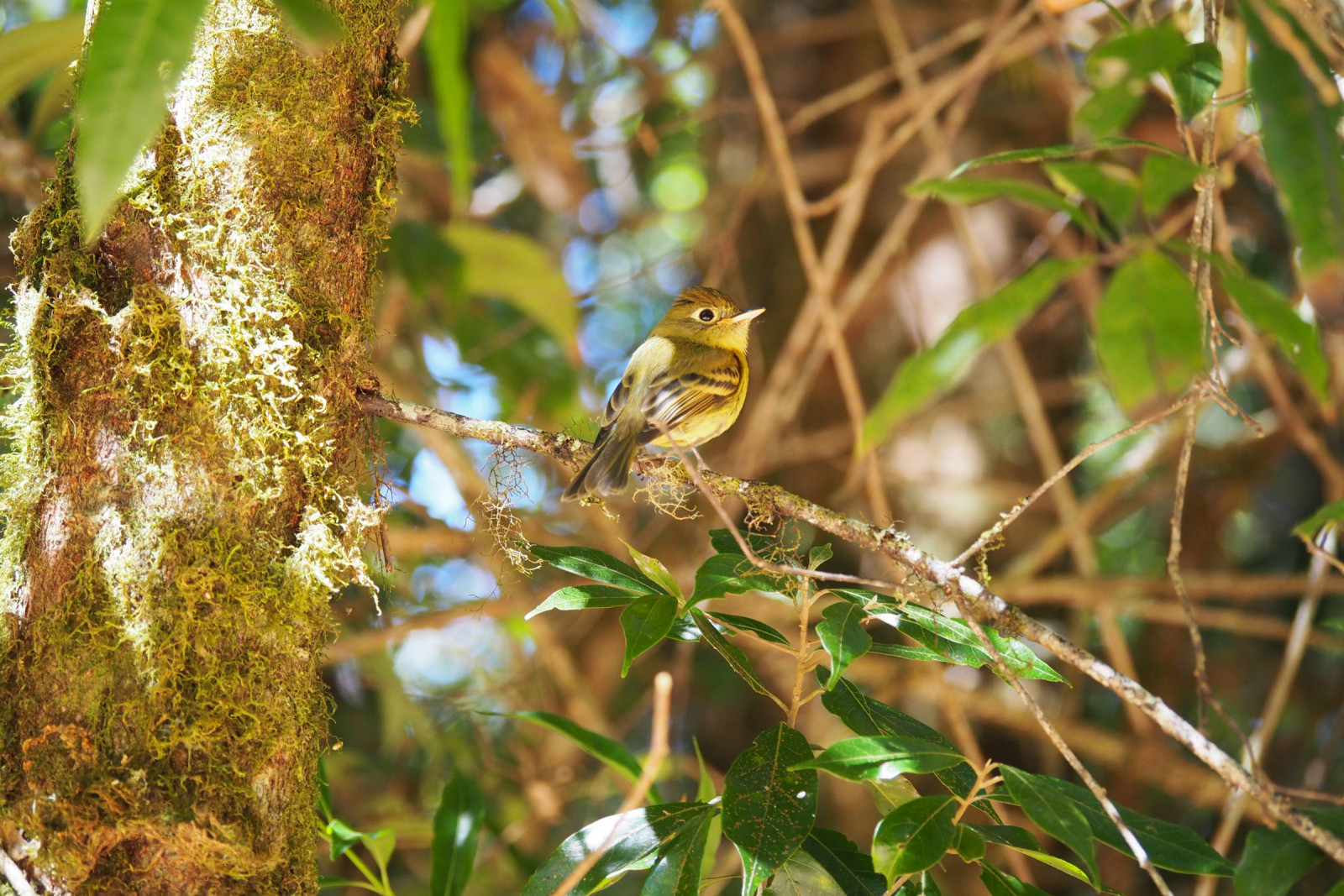 image Yellowish Flycatcher